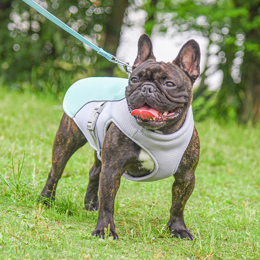 Cooling Vest for Dogs | Breathable Summer Pet Cooling Jacket